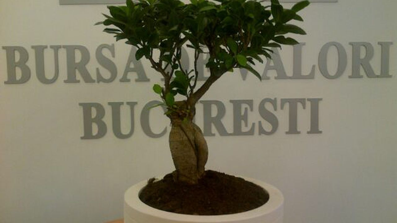 bursa_bonzai_78765700