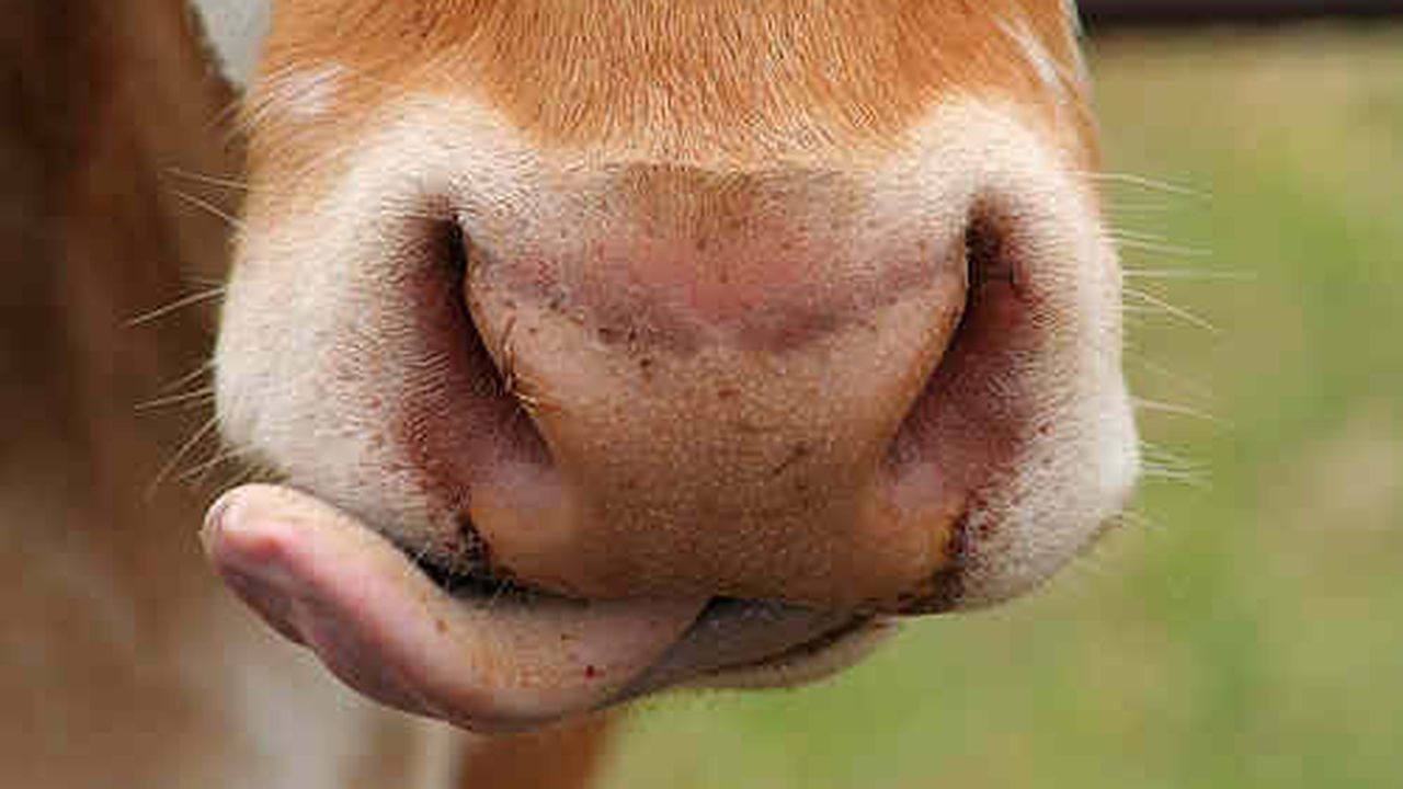 vaca_vita_bovina_578987654_64361600