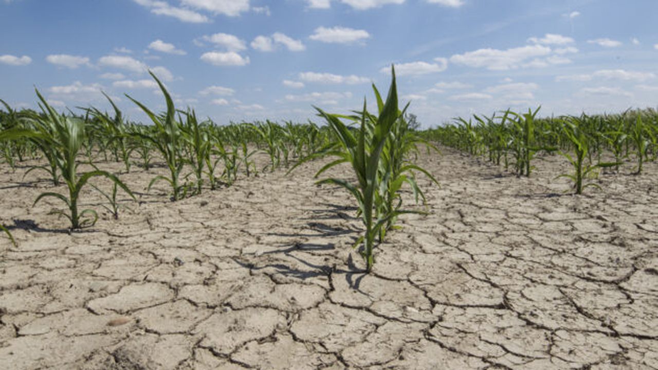 dry_drought_farmland_30975800