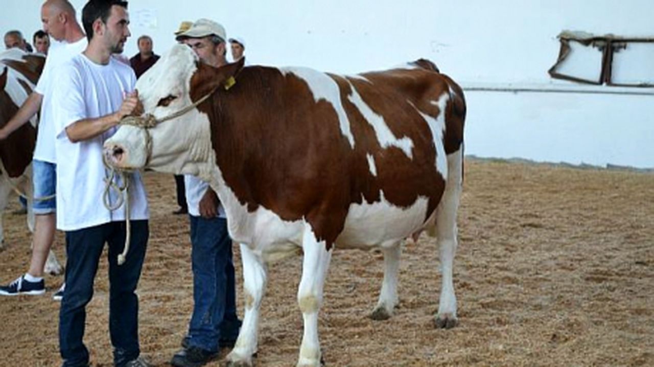 vaca2_57885900_11073000