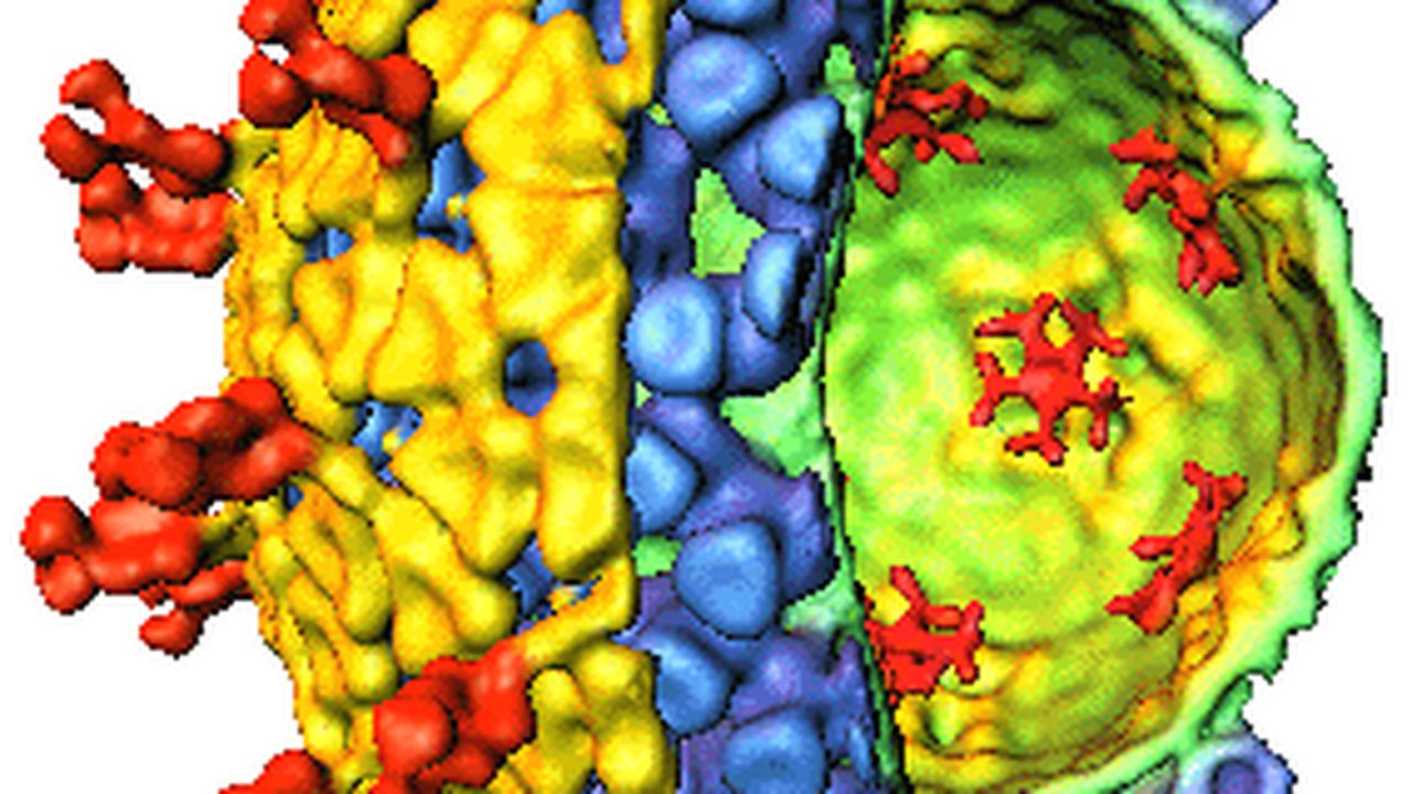 limba_albastra_45678654_09727600