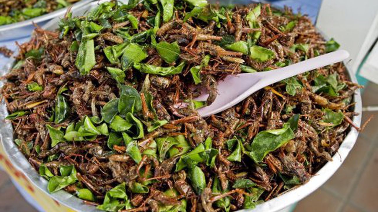 mancarea_viitorului_gandaci_insecte_viermi_765432_36152500