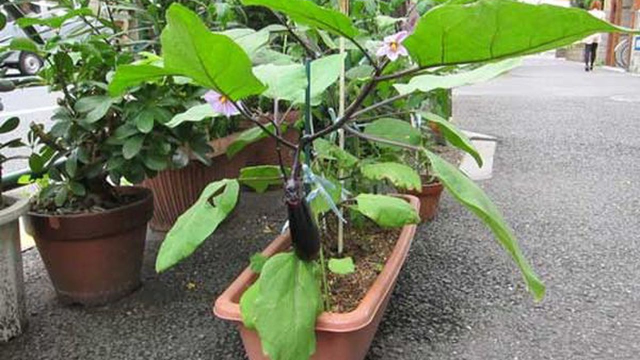 legume_ghiveci_balcon_47098900