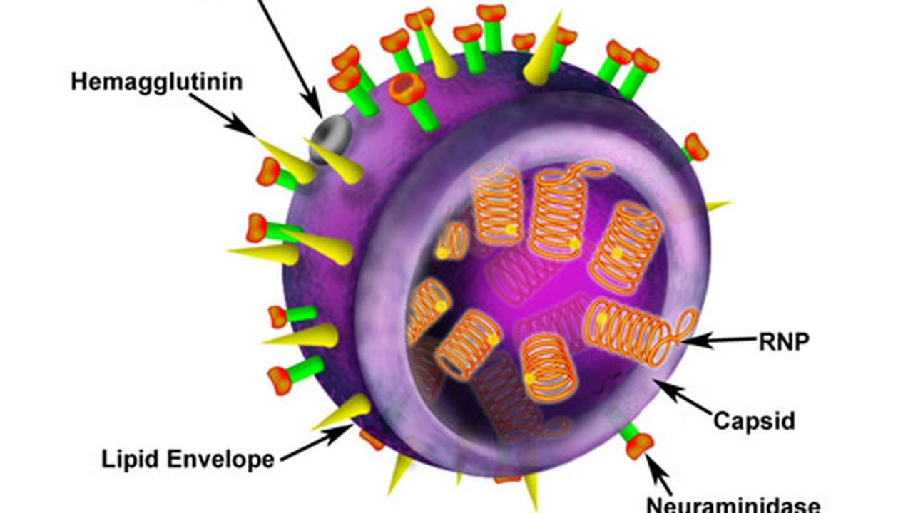 gripa_porcina_83350100