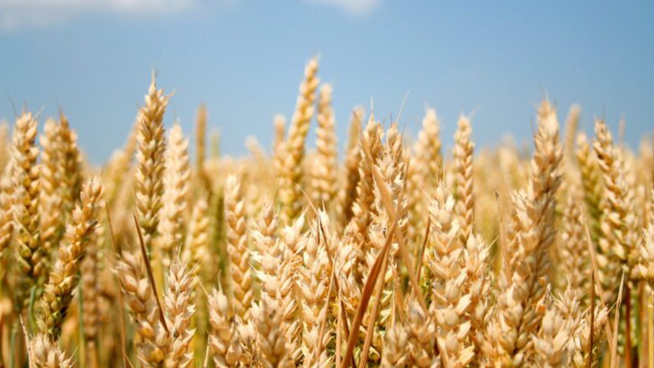 wheat_photo_amalrik_e1346398445660_70736900