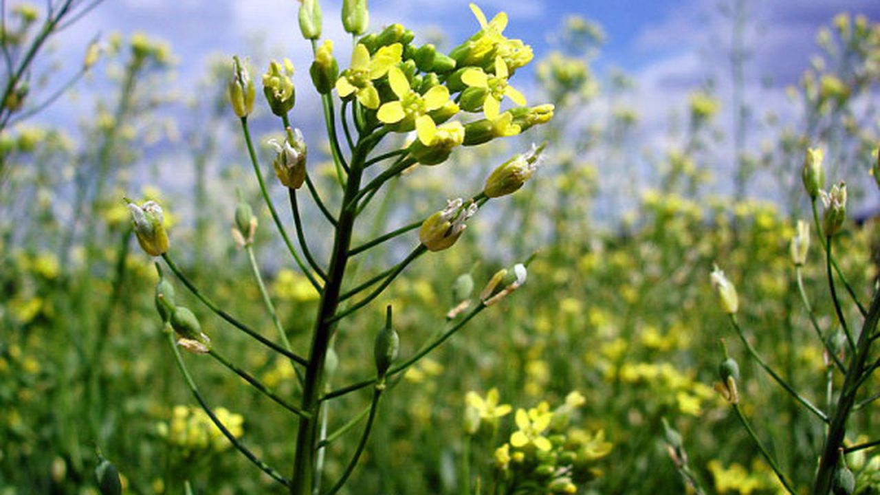 camelina_sativa_600x4501_75967300