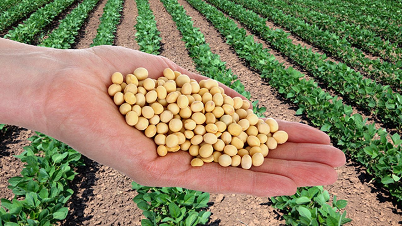 crops_soybeans_food_735_350_67217900