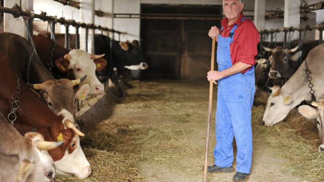 dairy_farmer_in_stall_25180800