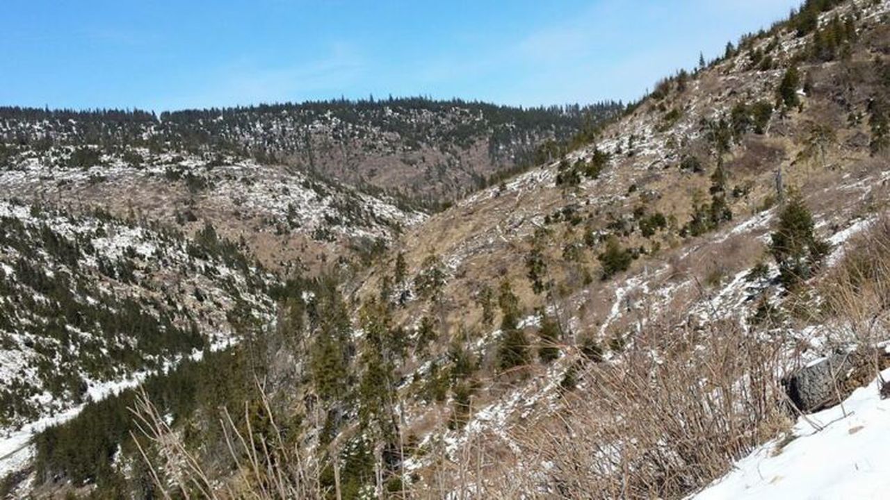 padurea_lui_voicu_tomos_93214100