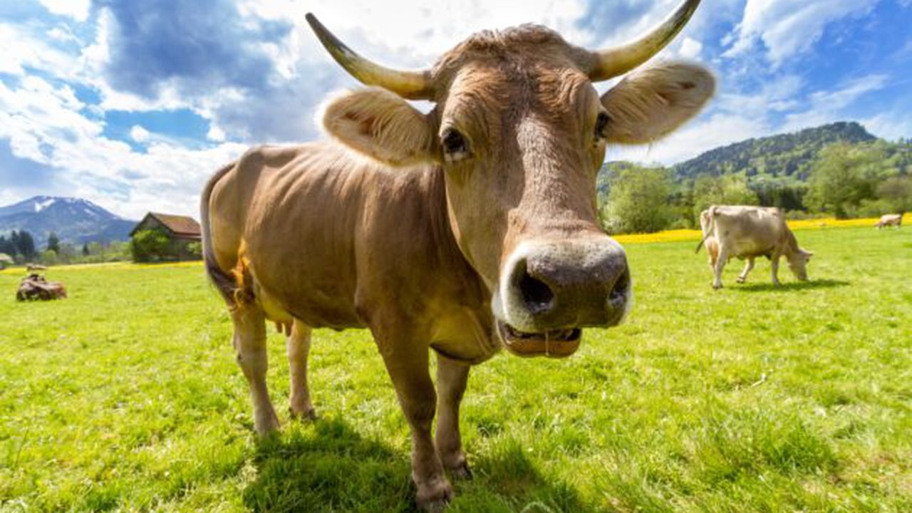 vaca_16241800