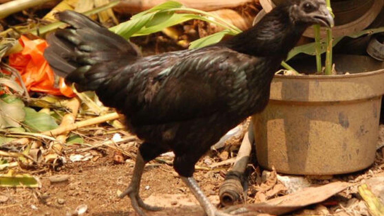 cemani_23728700