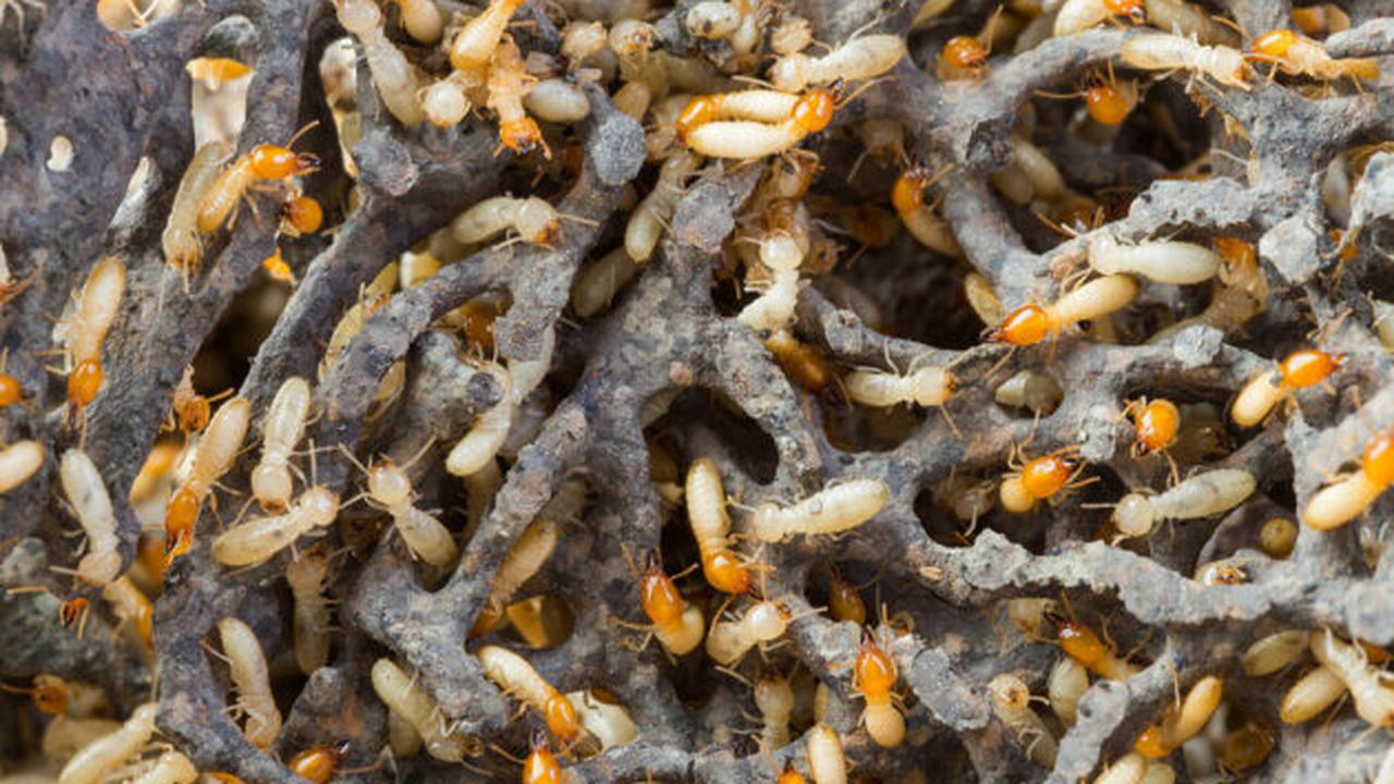 termite_76495876_72546300