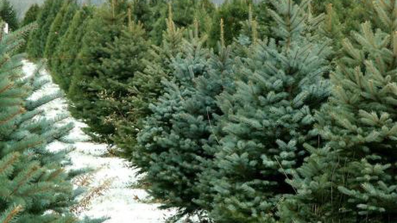 brazi_675849_83353800