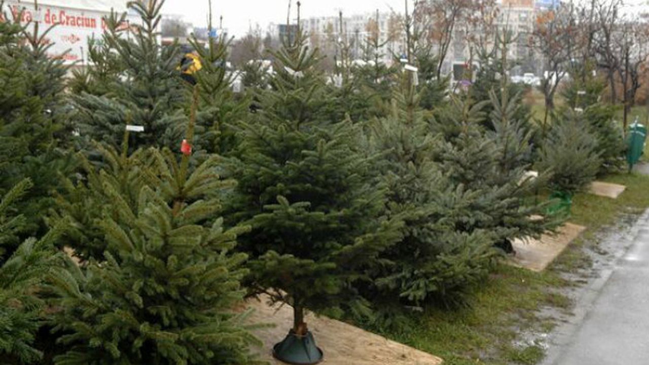 brazi_765849765940__16075900