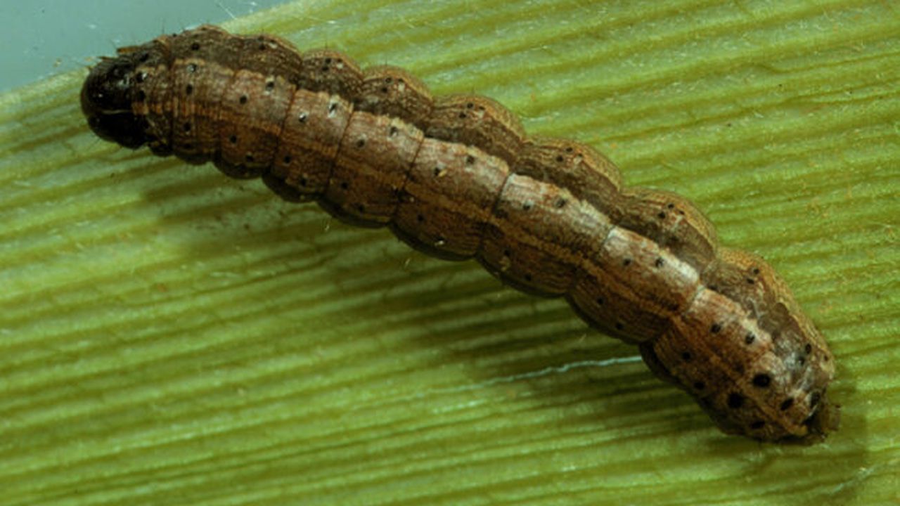 omida_spodoptera_frugiperda_68767600