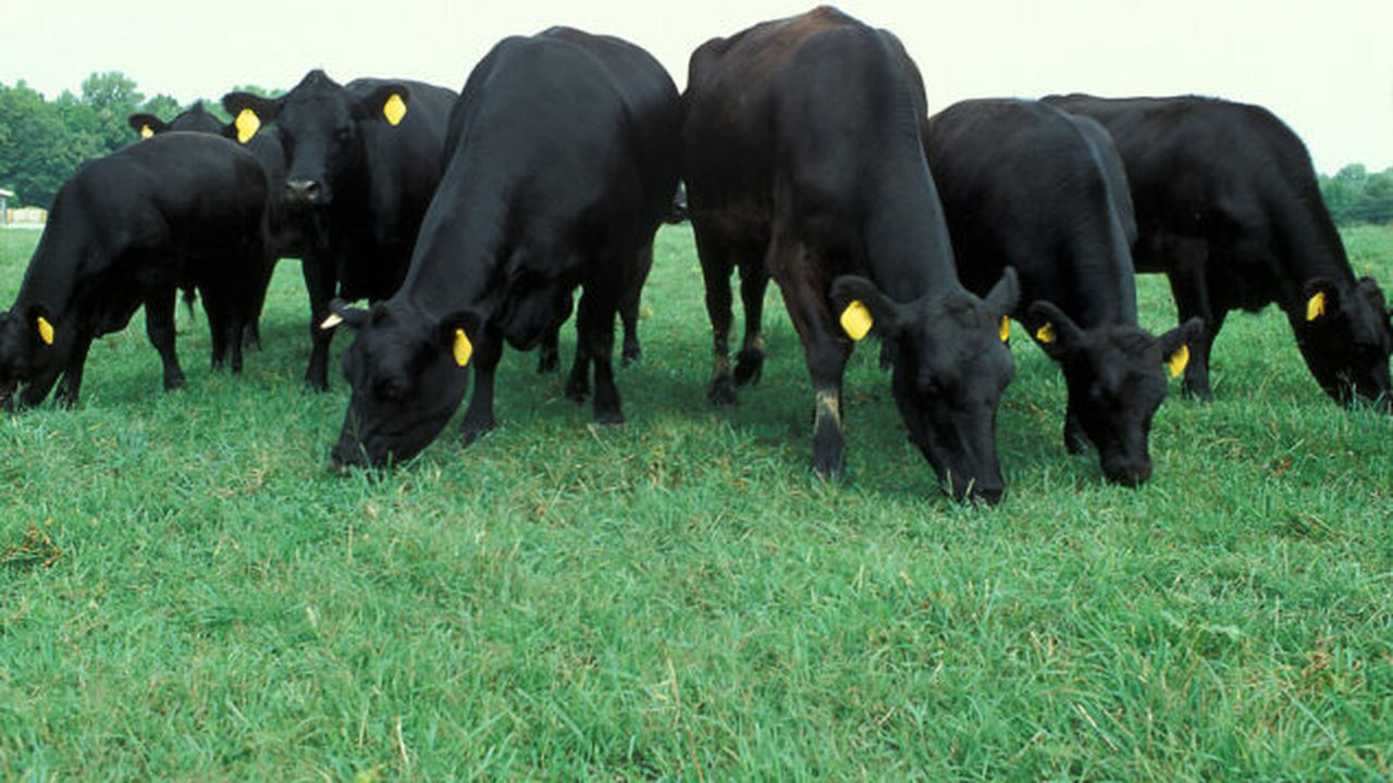 angus_cows_grazing_22243900