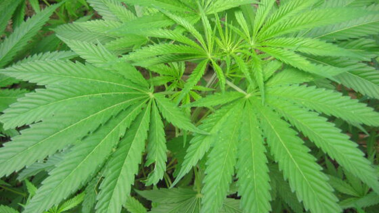 5160200eecfcbea41418d95f8348901e_16843900