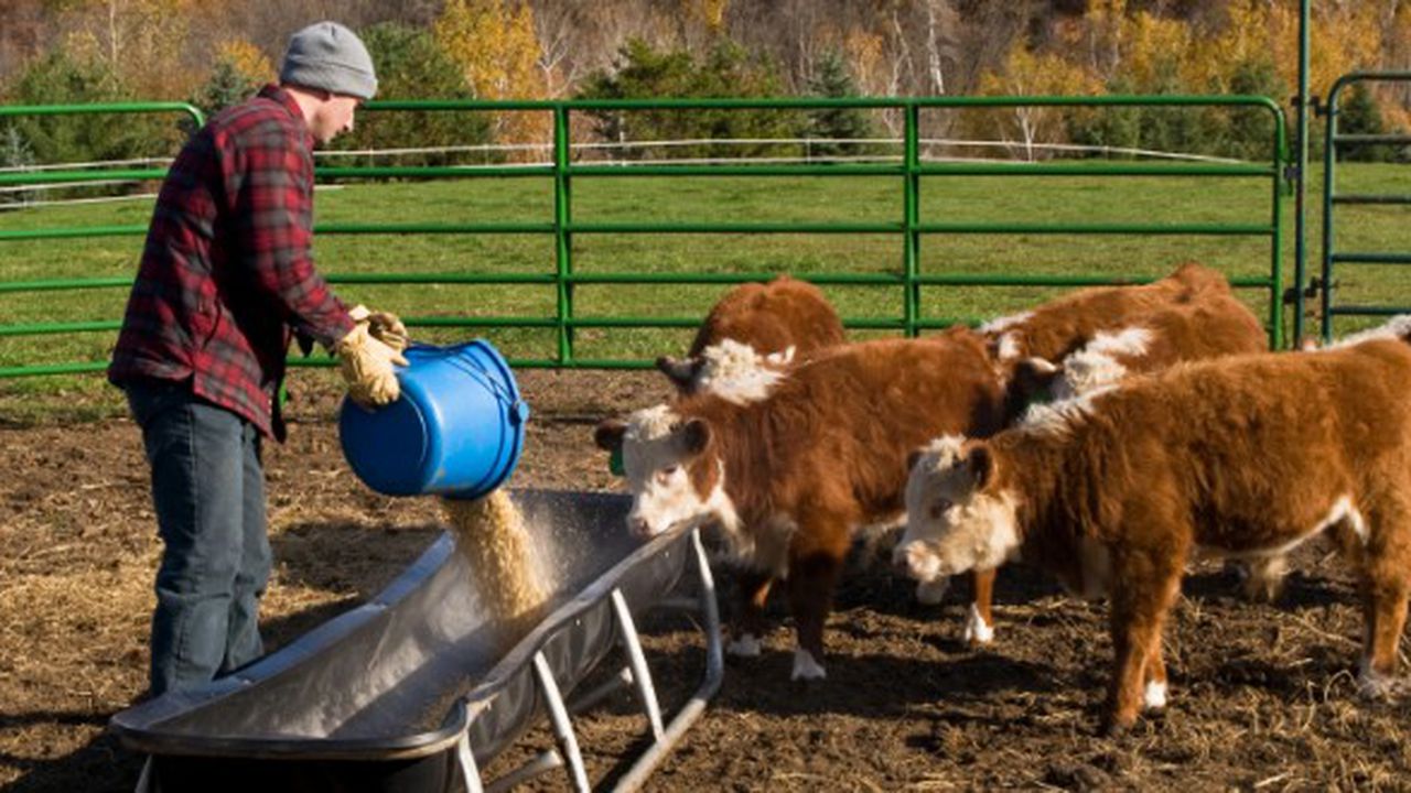 man_feeding_calves_620x330_93890200