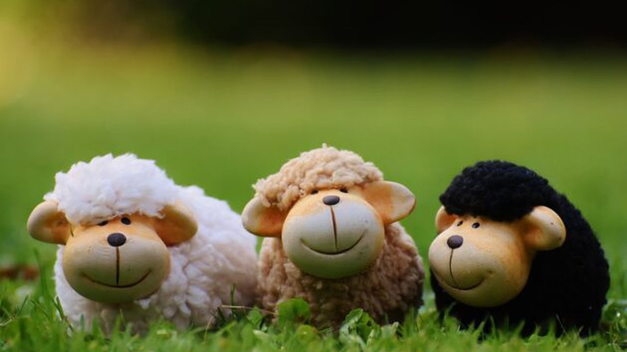 sheep_1642874_960_720_99084300