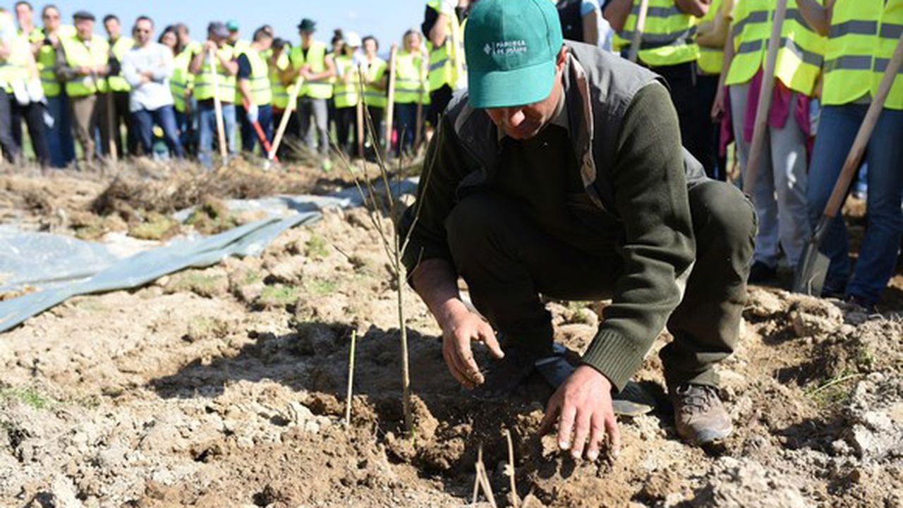 padurea_de_maine_dumbravita_19335700