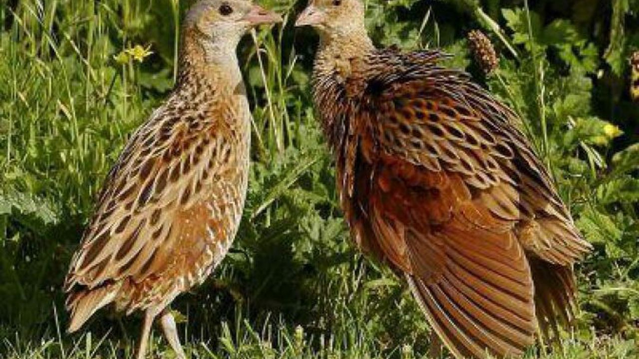 carstelul_de_camp_76830000