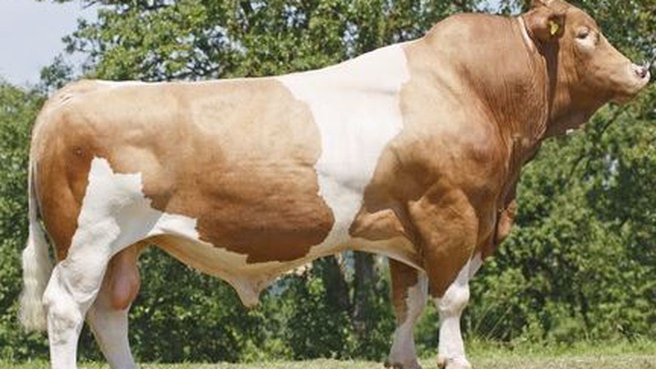 taur_carne_5676543_64381100