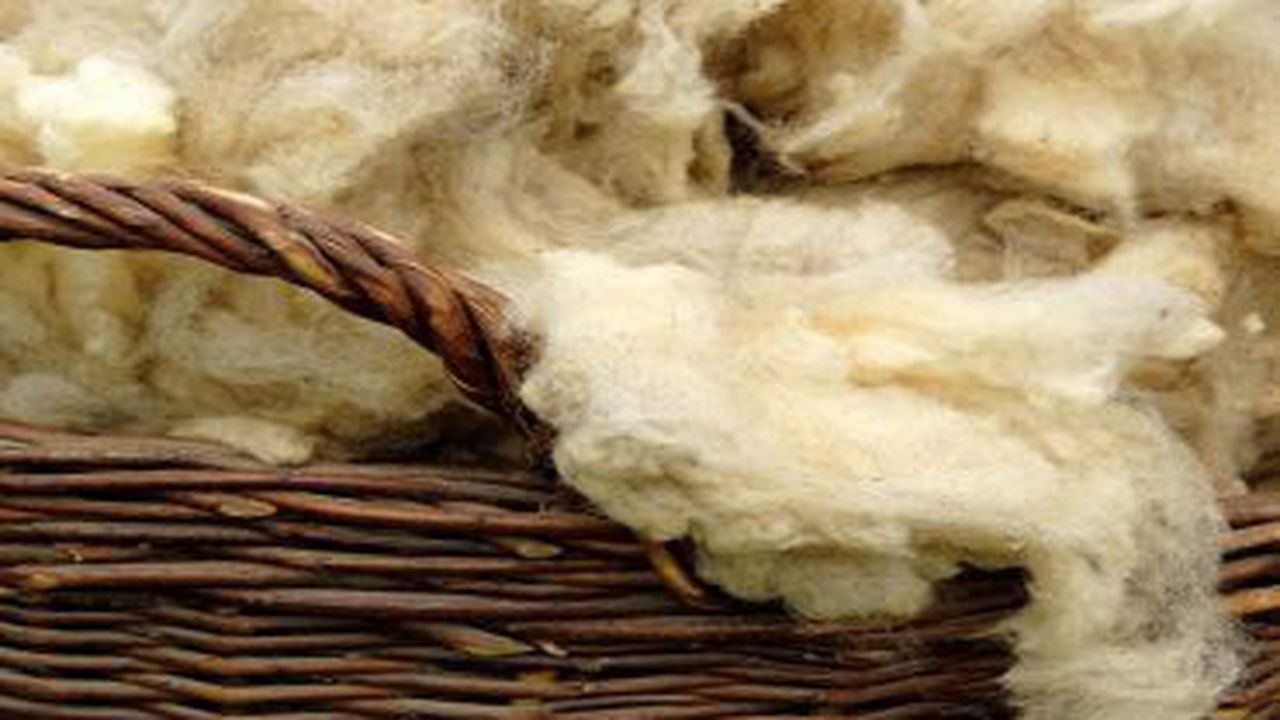 lana_de_oaie_23208300