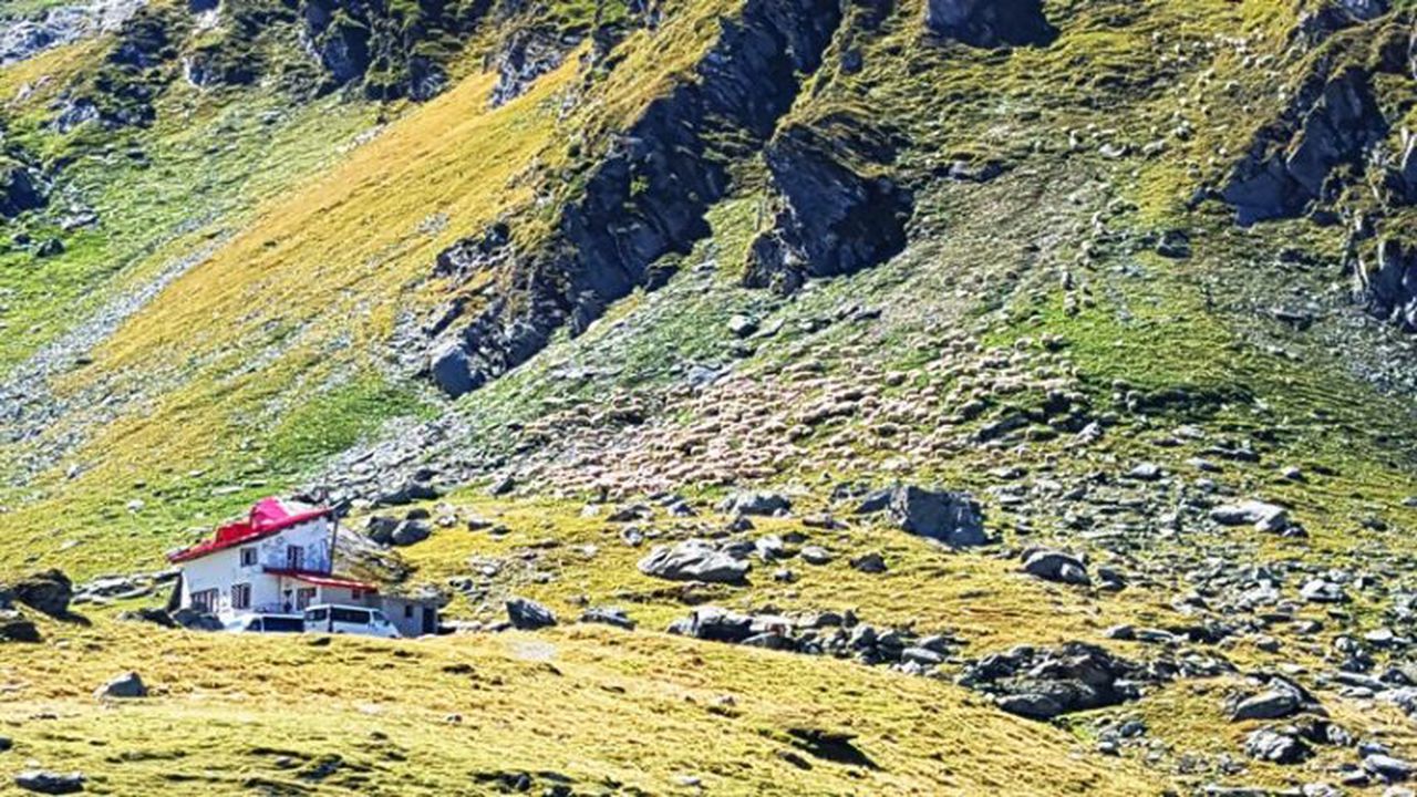 sheeps_down_mountain_17430700