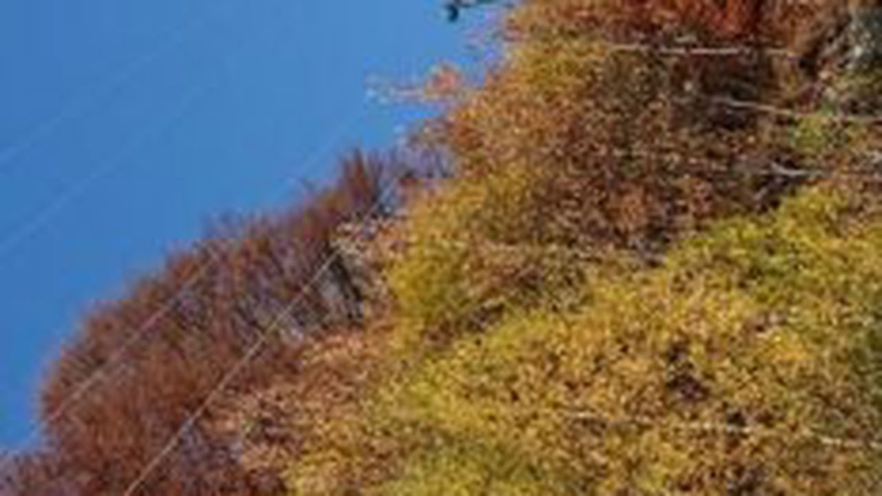 linie_electrica_50839700