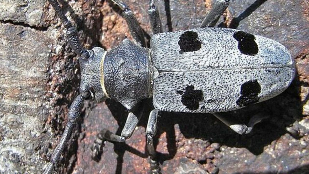 gandac_autostrada__787643343_28142300