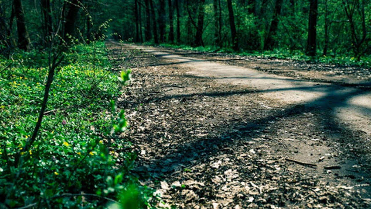 padure-567456_93054200