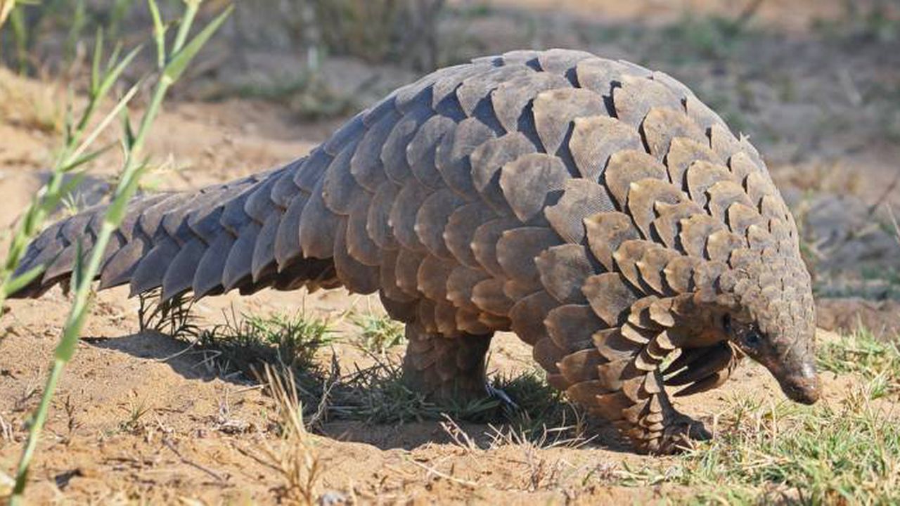 pangolin__76545678_87449600