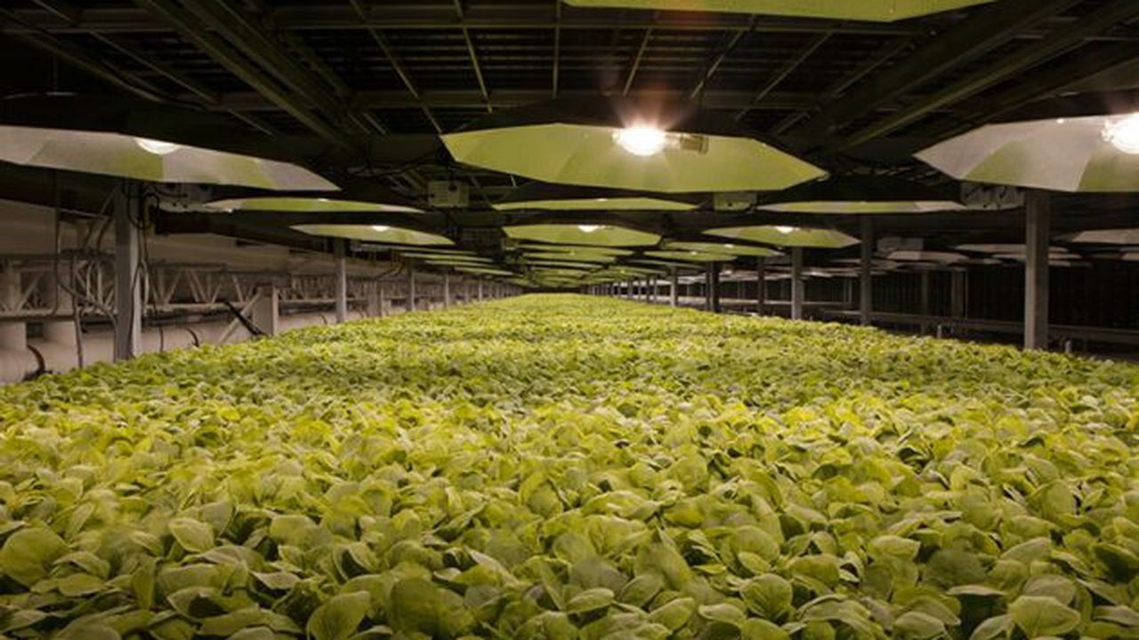 plante_de_tutun_kbp_bat_86109400