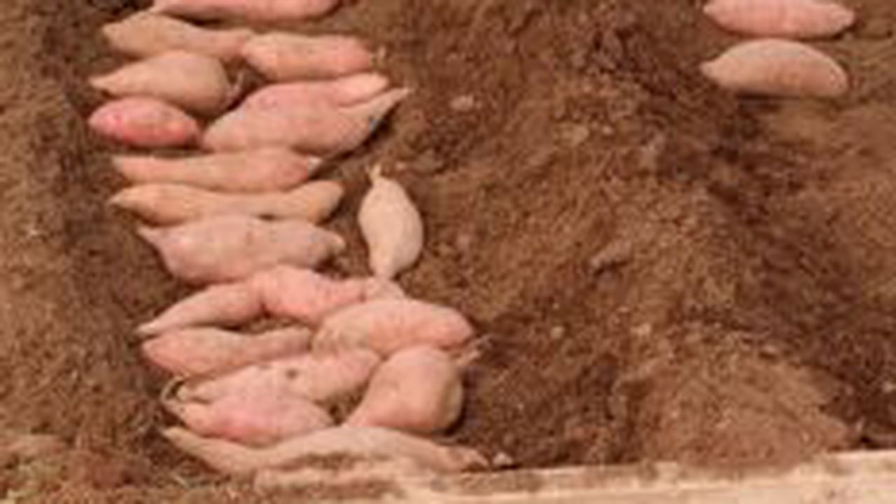 cartofi_dulci_41885200