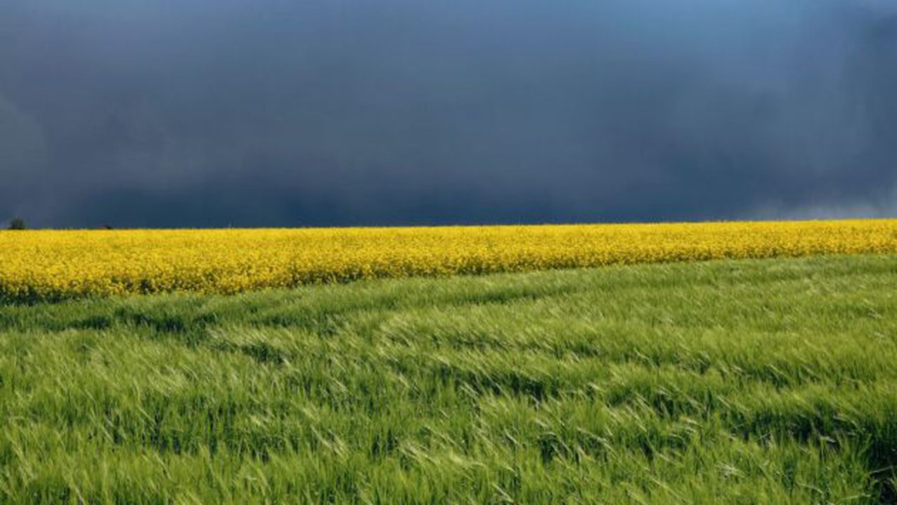 nature_4205293_1280_80397000