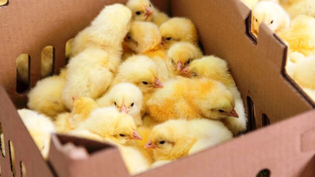 pui_de_o_zi_agroland_38157700