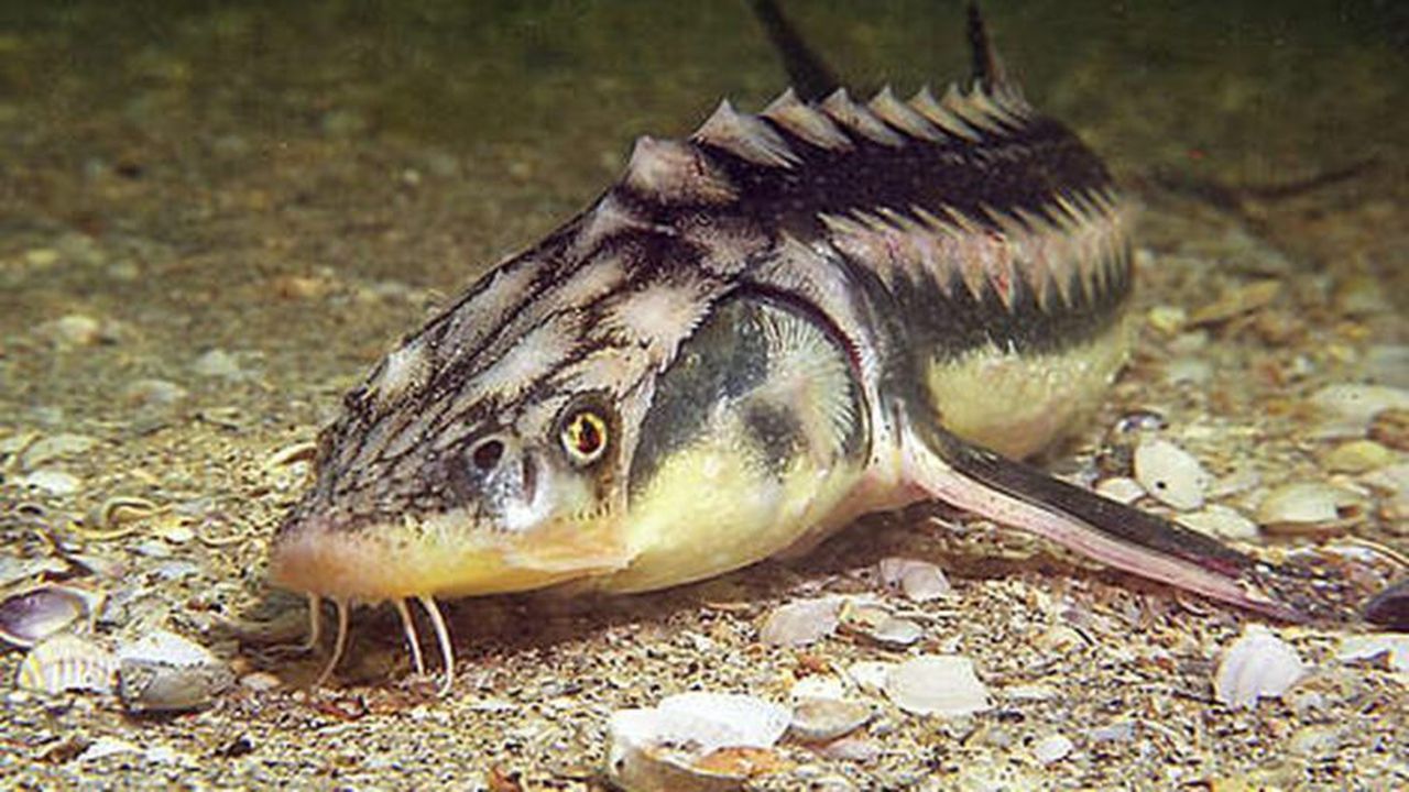 hi_225019_428539_74631100_35511400