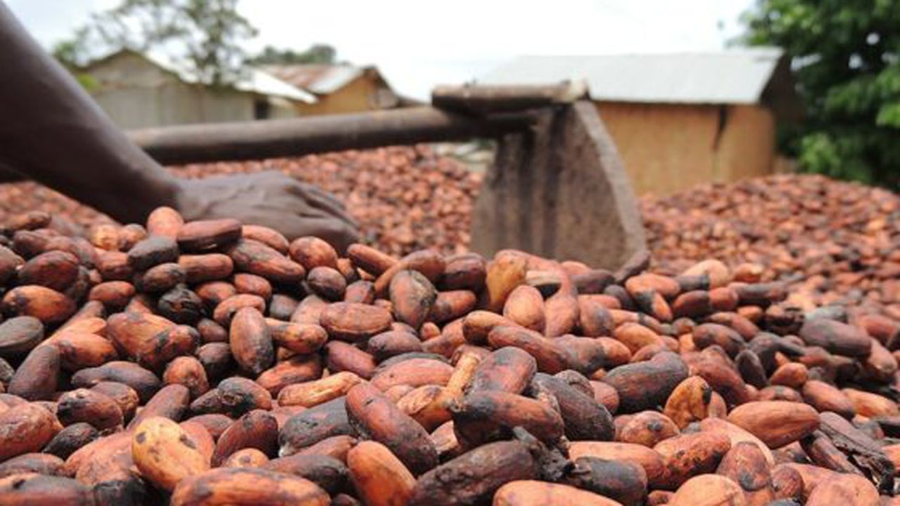 800px_cultivateur_de_cacao_04_78735300