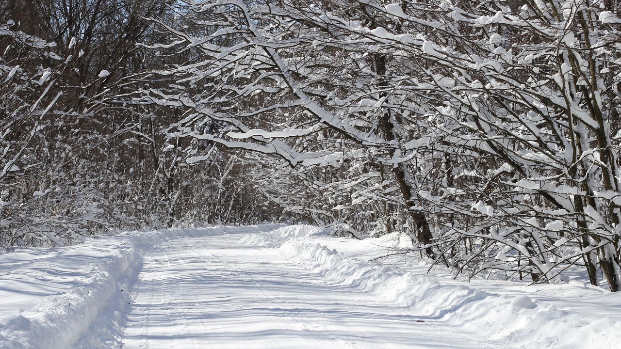 landscape_tree_forest_branch_snow_cold_winter_road_white_frost_country_rustic_village_europe_rural_scenic_weather_season_outdoors_woods_sunny_shadows_ukraine_blizzard_freezing_geological_phenomenon_winter_storm_rain_a_16643000