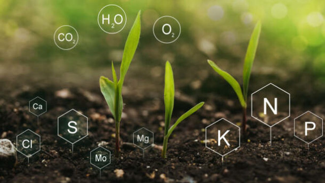 Fertilization and the role of nutrients in plant life.