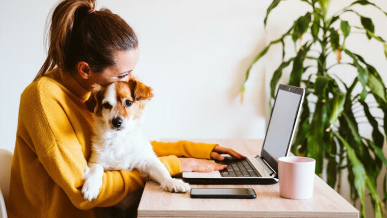 young woman working on laptop at home,cute small dog besides. work from home, stay safe during coronavirus covid-2019 concpt