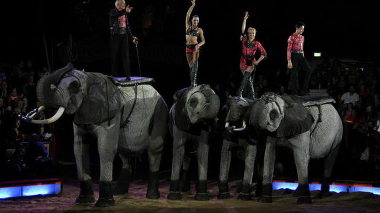 800px-Familie_Rene_Casselly_Elefanten_03