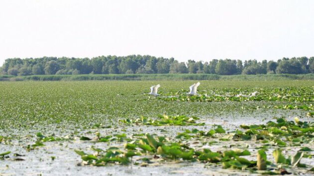 insula mare braila 57489345789