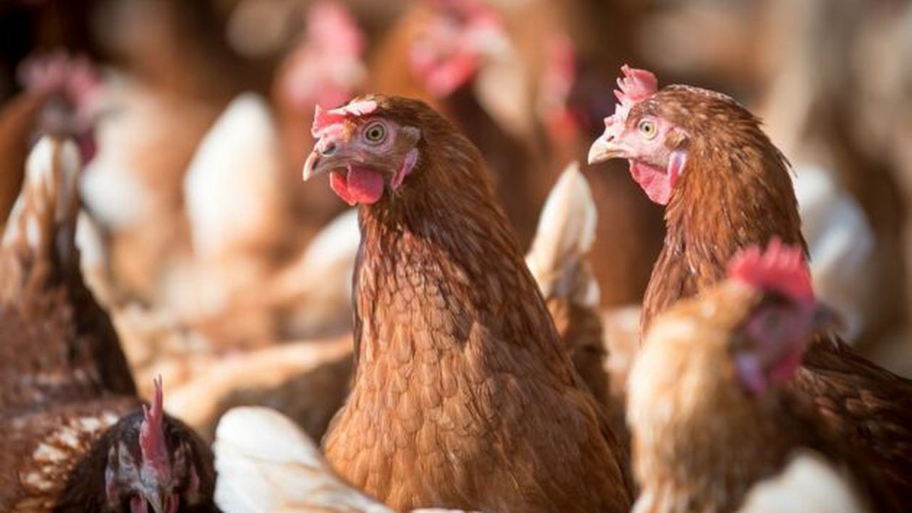 laying-hens-4133954_960_720