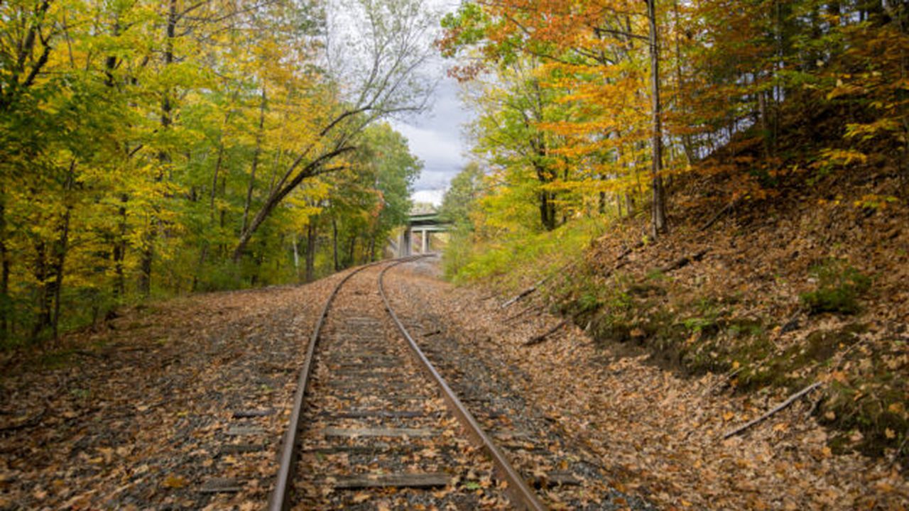 autumn-forest_N8FFPZPRV4