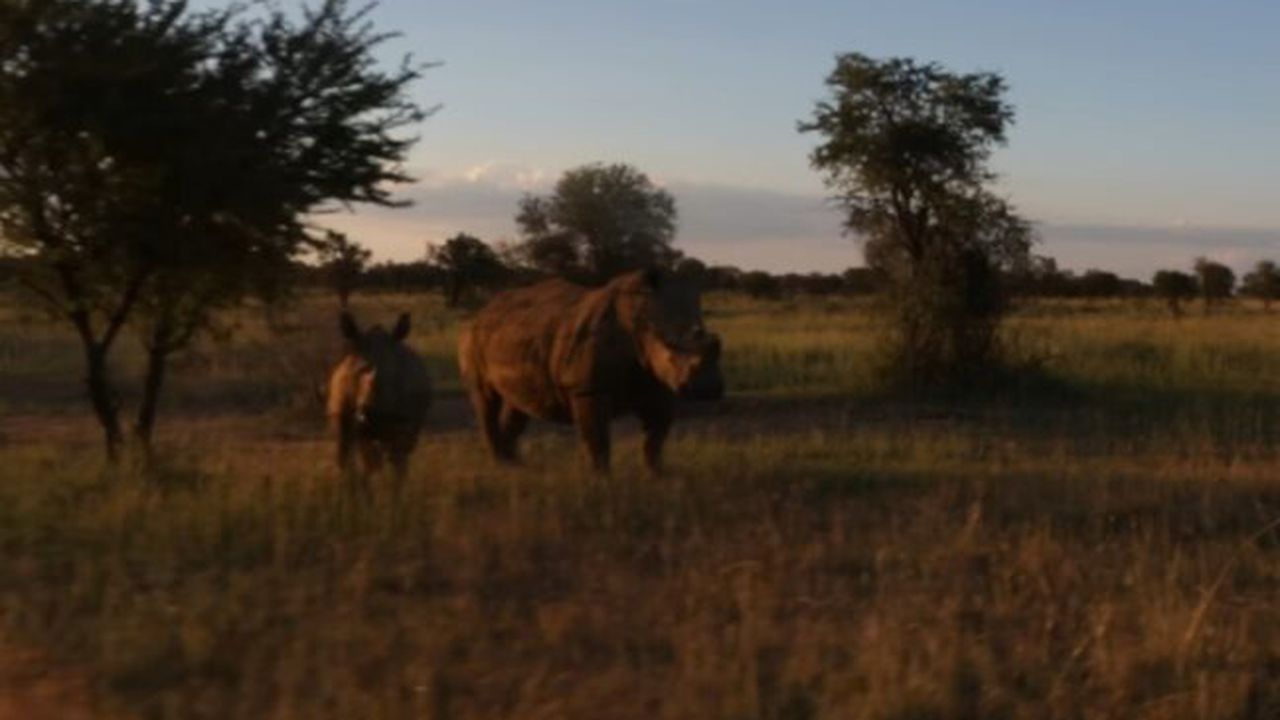 Rinoceri Africa de Sud