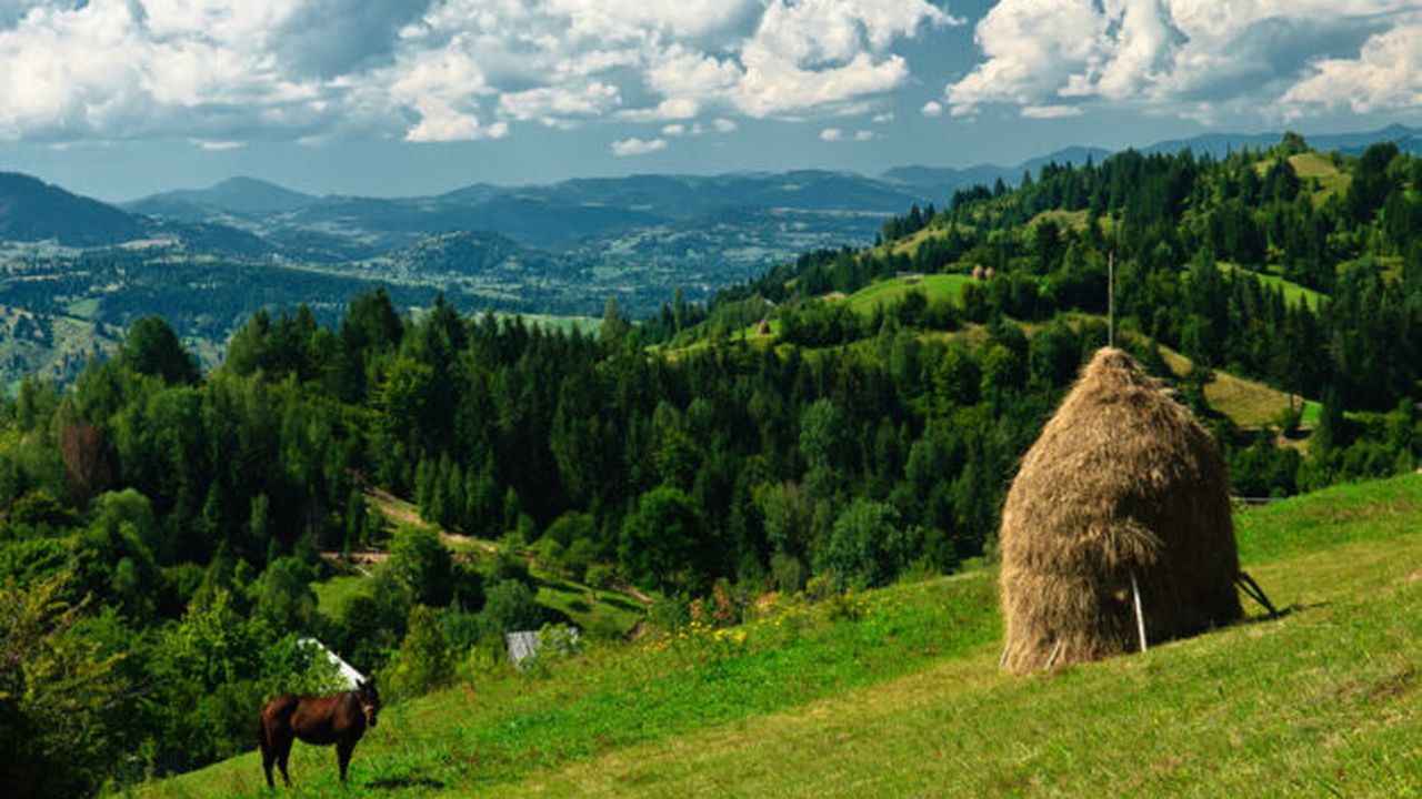 maramures_hay_landscape_54054800