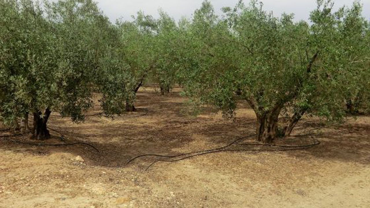 Platatie de maslini Spania