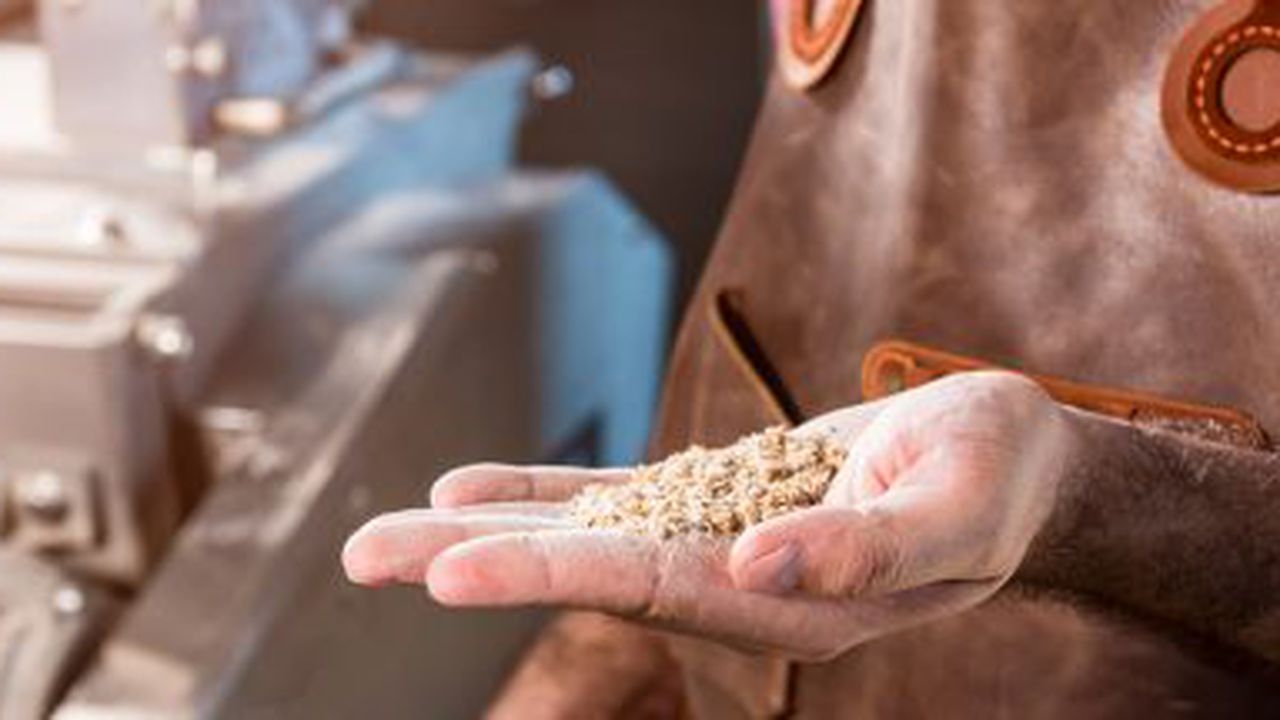A young brewer in a leather apron controls the grinding of malt seeds in a mill at a modern brewery