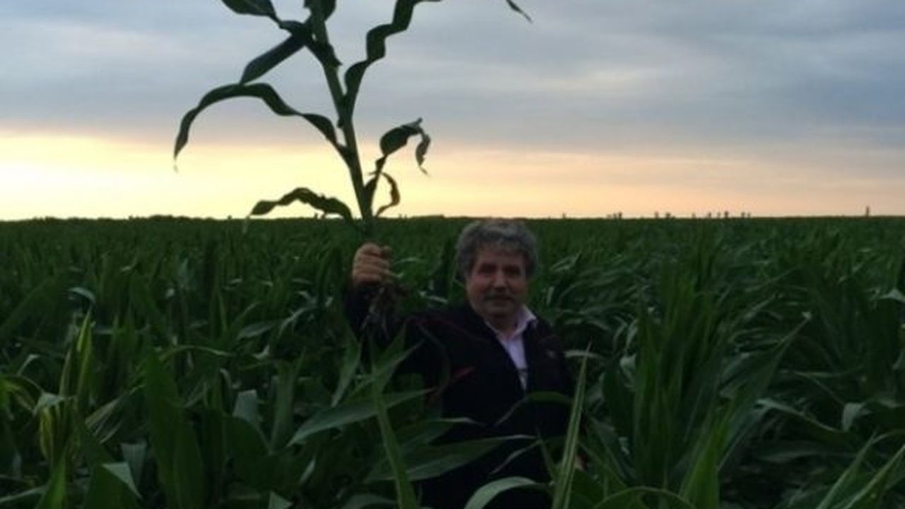 porumb_2015_16250800